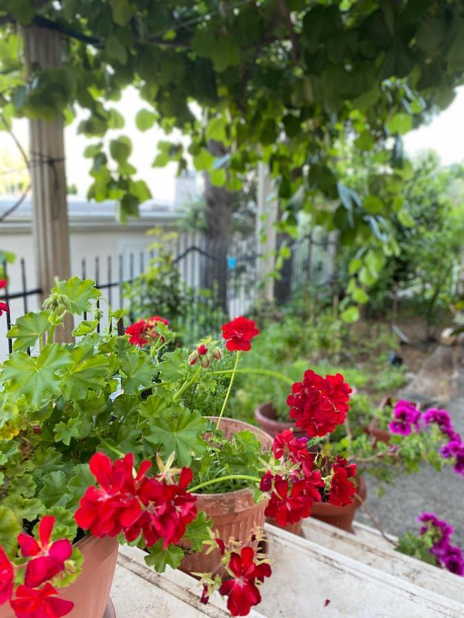 Apartments Mandarina Garden Petrovac Kültér fotó